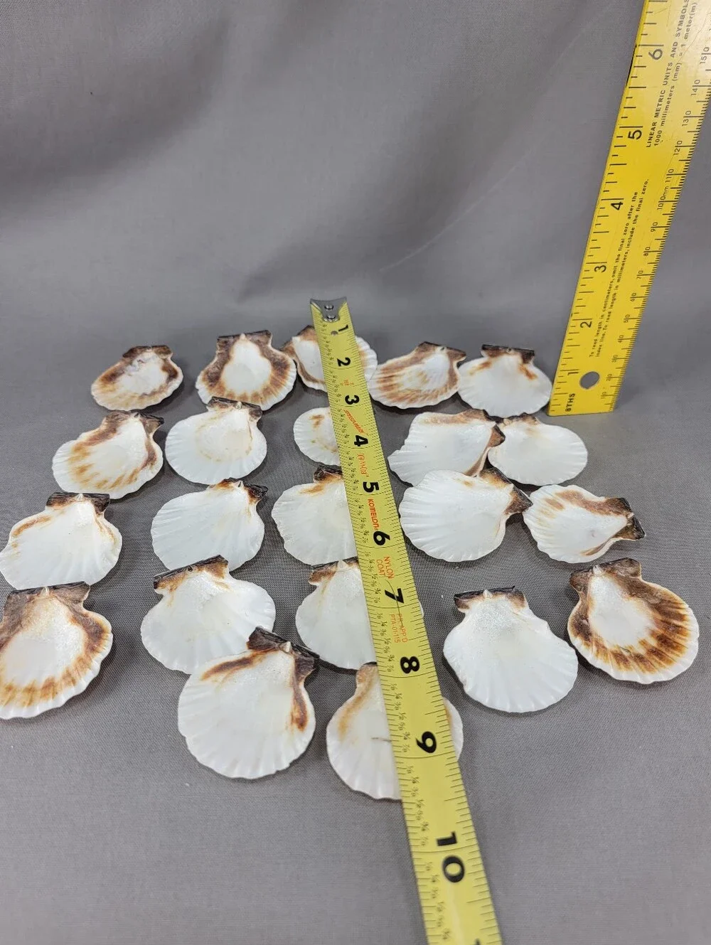 Scallop Shell Seashell Crafts Coastal Beach Decor Miscellaneous Lot